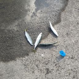サバ