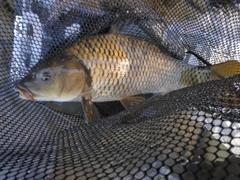コイの釣果