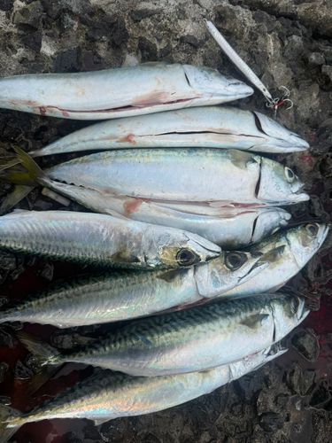 サバの釣果