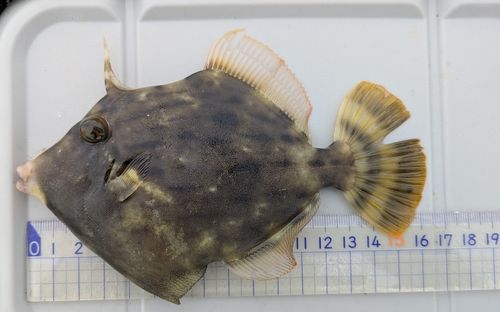カワハギの釣果