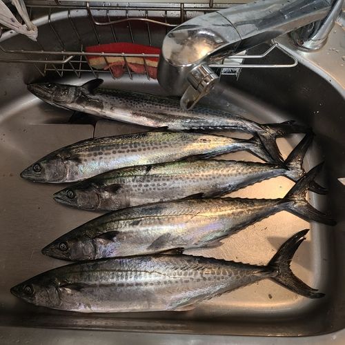 サゴシの釣果