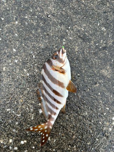 タカノハダイの釣果