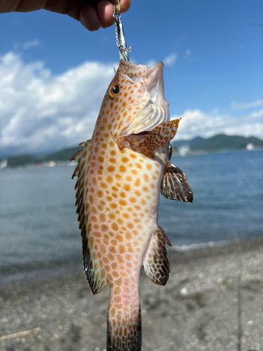 オオモンハタの釣果