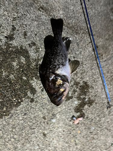 クロソイの釣果