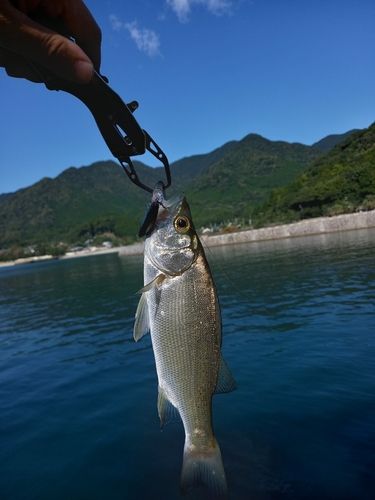 賀田湾
