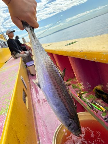サゴシの釣果