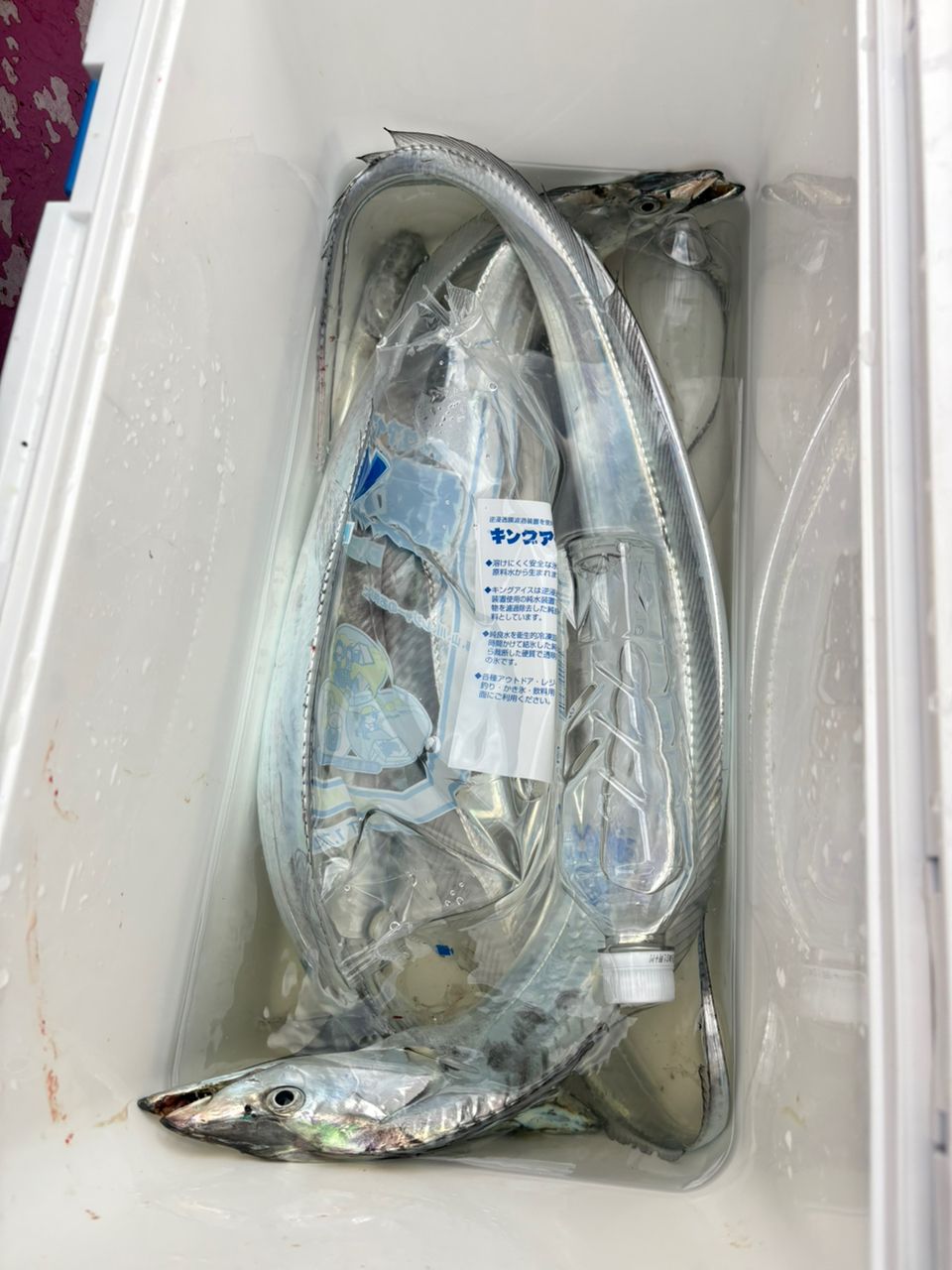 アイコンチキンさんの釣果 2枚目の画像