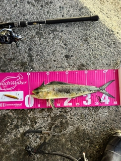 シイラの釣果
