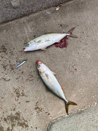 ヤズの釣果