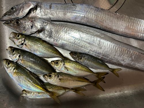 マアジの釣果