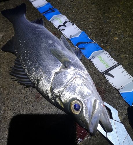 ヒラスズキの釣果