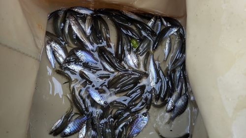 西印旛沼