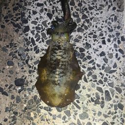 アオリイカ