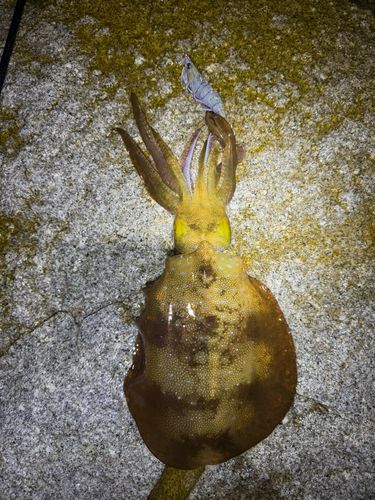 アオリイカの釣果