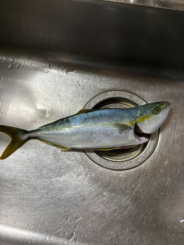 三陸海岸(青森)