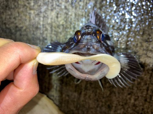オウゴンムラソイの釣果