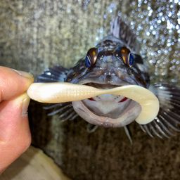 オウゴンムラソイ