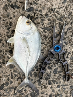 ヒラアジの釣果