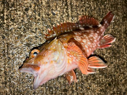 カサゴの釣果