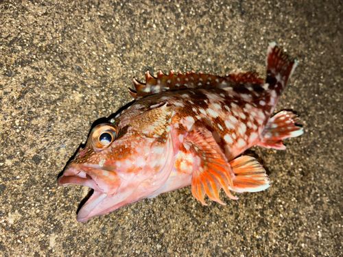 カサゴの釣果