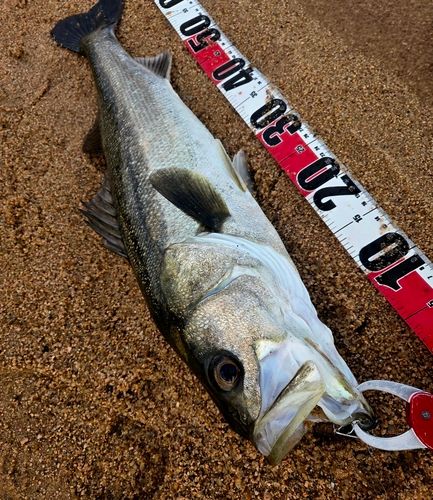 マルスズキの釣果