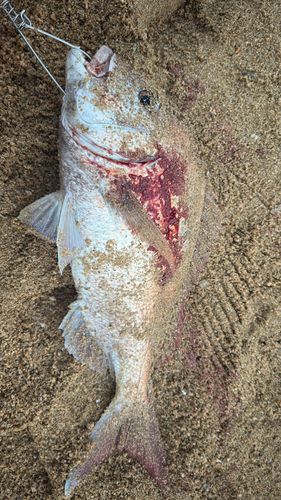 タイの釣果