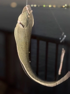 シタビラメの釣果