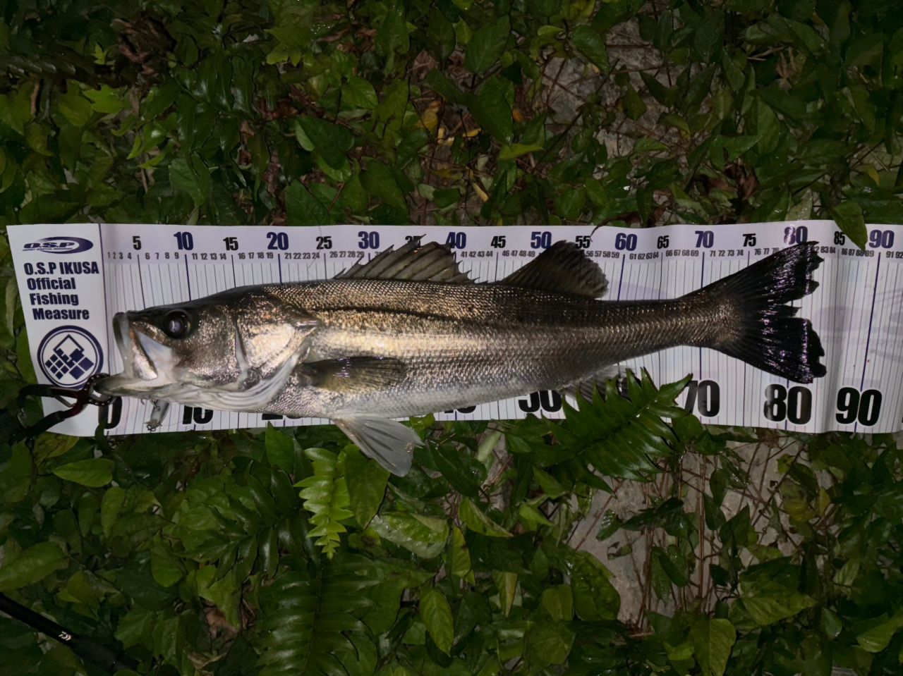 DAIWA 22シルバーウルフ AIR 76MLB-Sの最安値・インプレ・釣果 | 本音