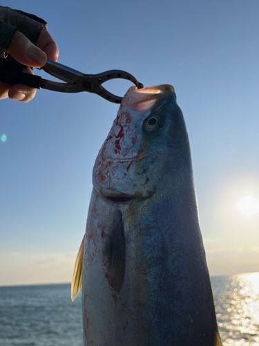 伊良湖サーフ
