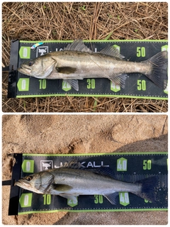 シーバスの釣果