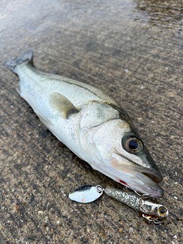 スズキの釣果