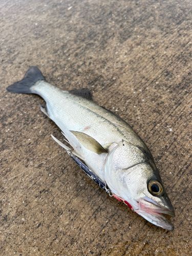 スズキの釣果