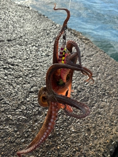 タコの釣果