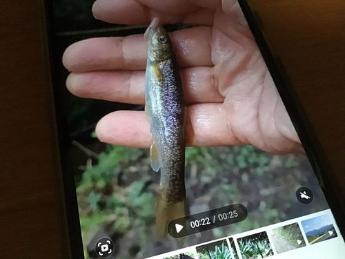 タカハヤの釣果
