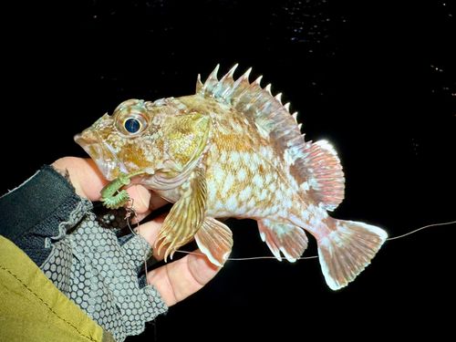 ガシラの釣果