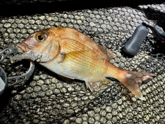 チャリコの釣果