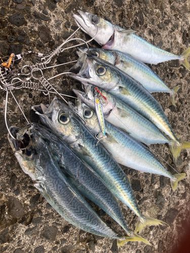 サバの釣果