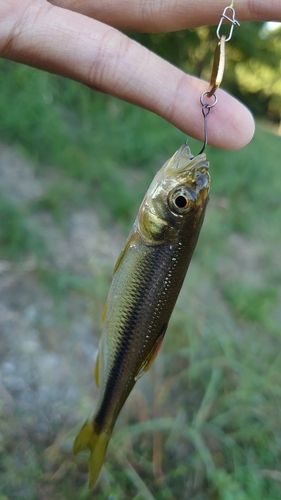 カワムツの釣果