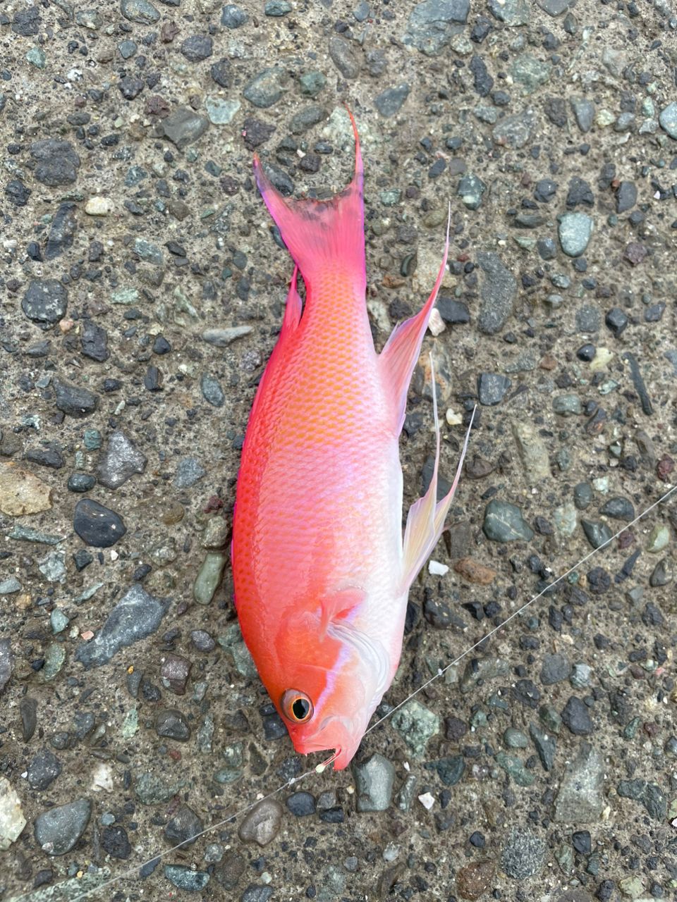 キンギョハナダイ