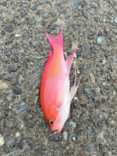 キンギョハナダイの釣果