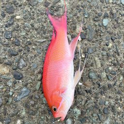 キンギョハナダイ