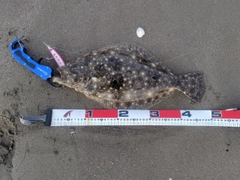 ヒラメの釣果