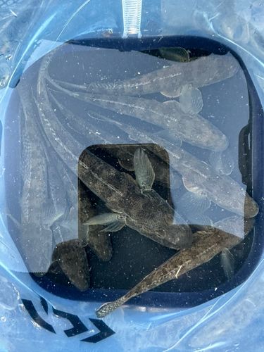 マハゼの釣果