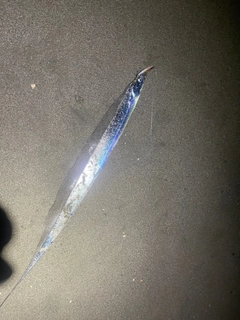 タチウオの釣果