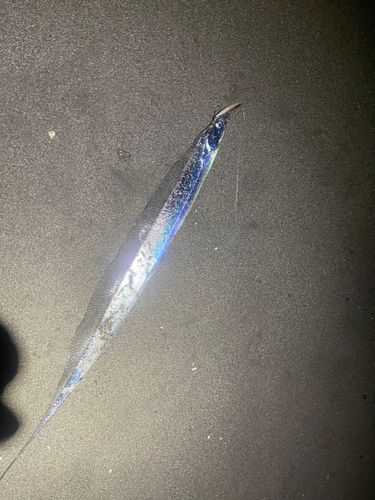 タチウオの釣果