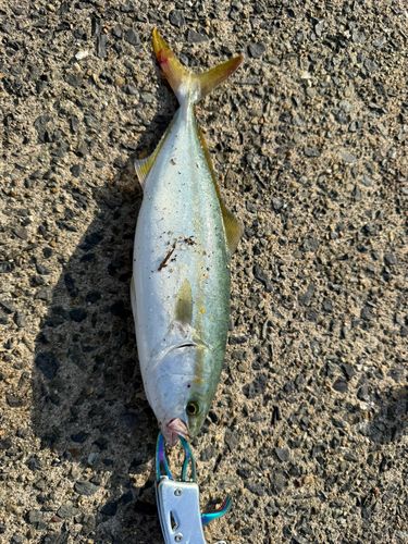 舞鶴湾
