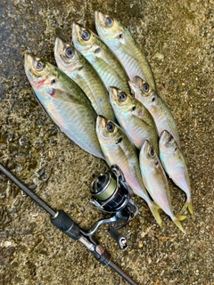 アジの釣果
