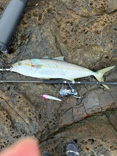 ヒラマサの釣果