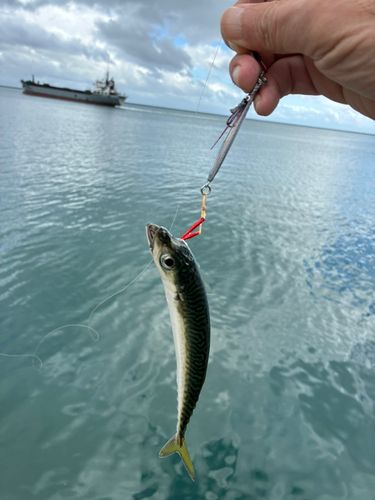 サバの釣果