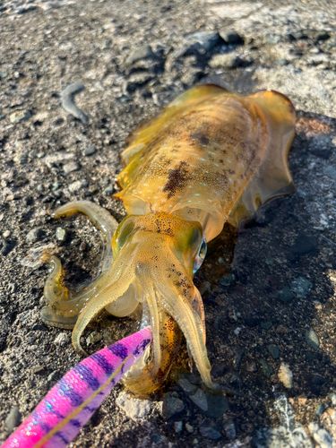 アオリイカの釣果